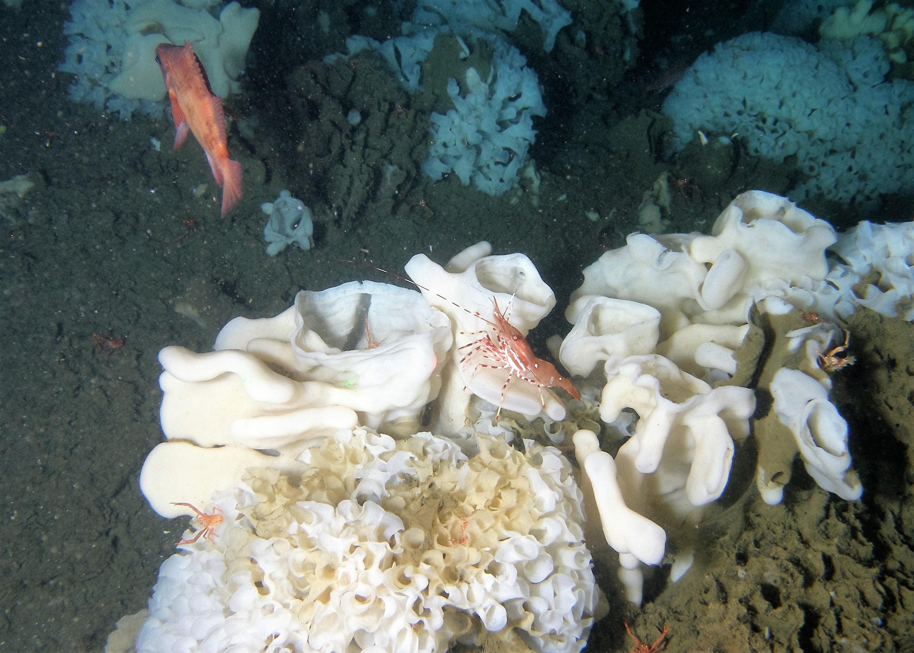 Many fish species find food and shelter on glass sponge reefs. Photo courtesy: Department of Fisheries and Oceans Canada (DFO)